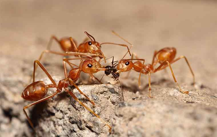 three fire ants eating a little black ant