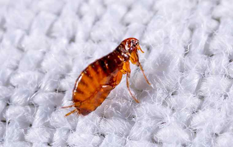 a small flea on a piece of fabric