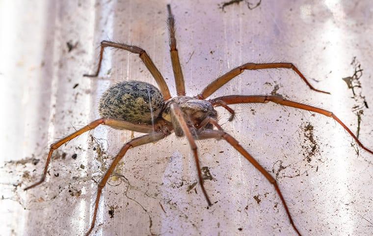 house spider on glass