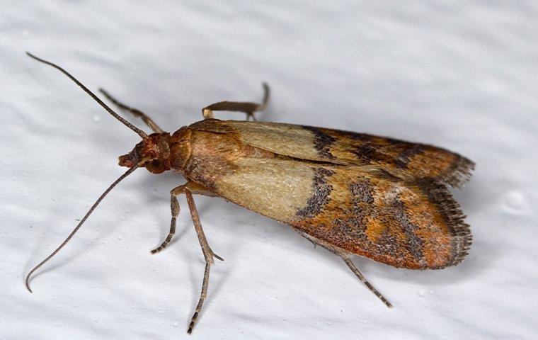 indian meal moth in baking soda