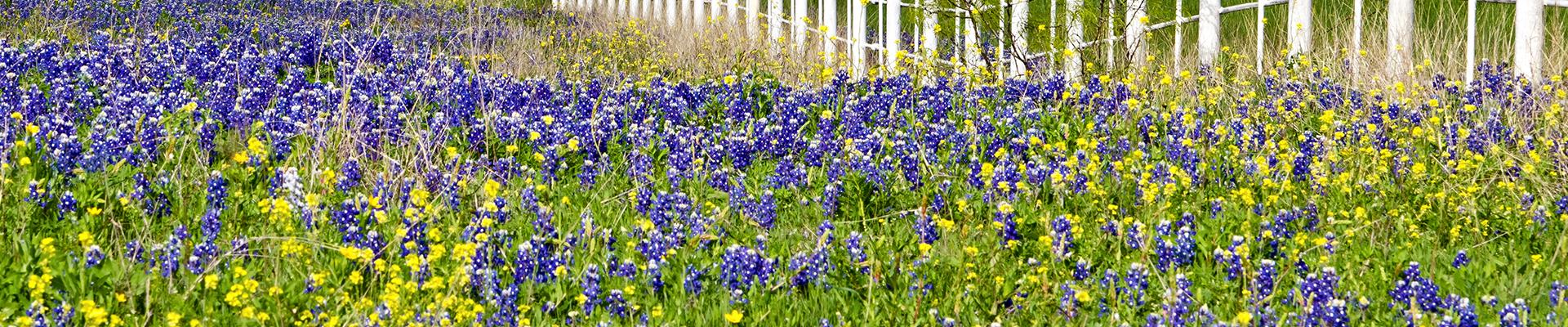 a field of flowers in aubrey texas