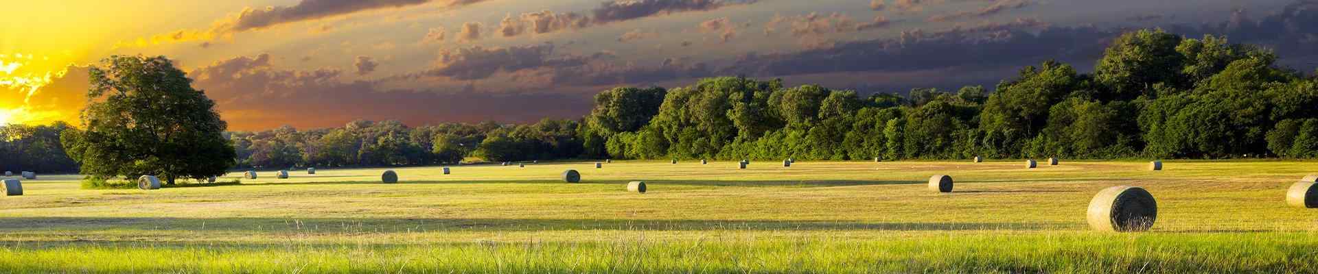 a field with bales of hay in bartonville texas