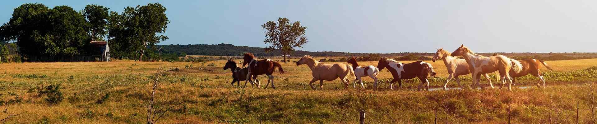 a field with horses in blue mound texas