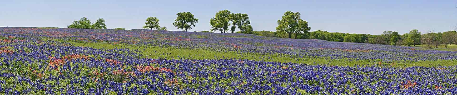 a field of blue bell flowers in copper canyon texas