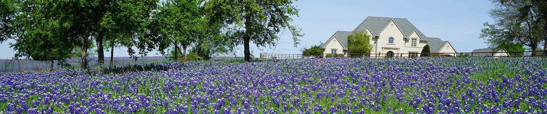 a home and field of blue bell flowers in cross roadstexas