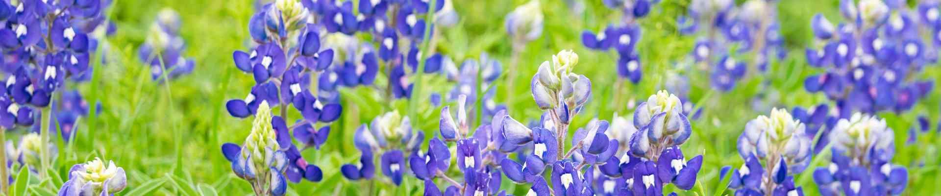closeup of flowers on the side of the road in euless texas