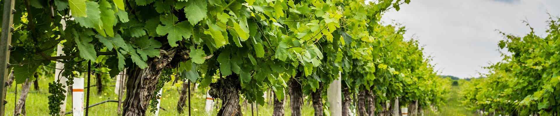 a view of a vinyard in grapevine texas