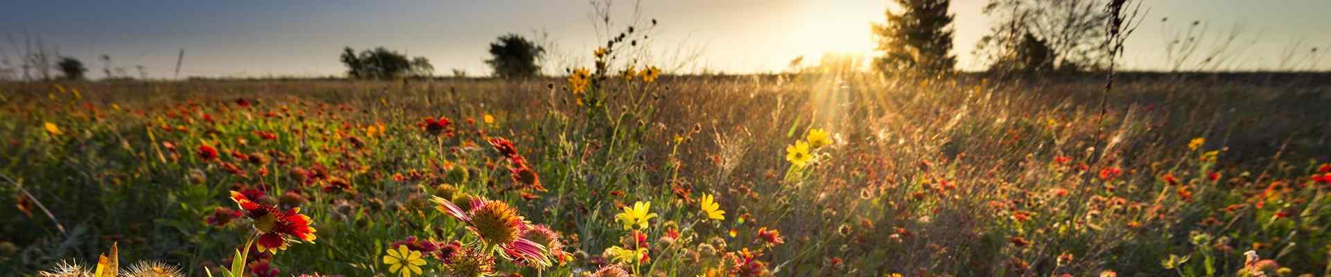 a field of flowers at sunset in haslet texas