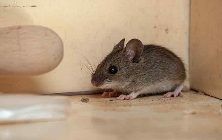 a house mouse in a kitchen cabinet