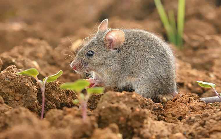 house mouse sitting in dirt outside home