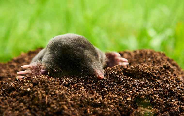 a mole coming out of hole in the yard