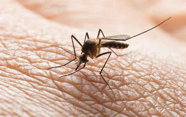 a mosquito biting a mans hand
