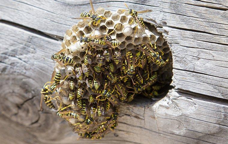 stinging insects around a nest