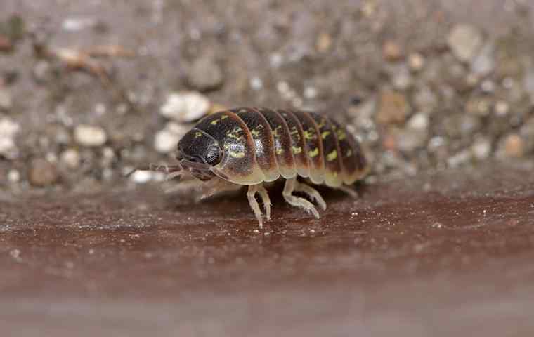 a pillbug crawling in a basement