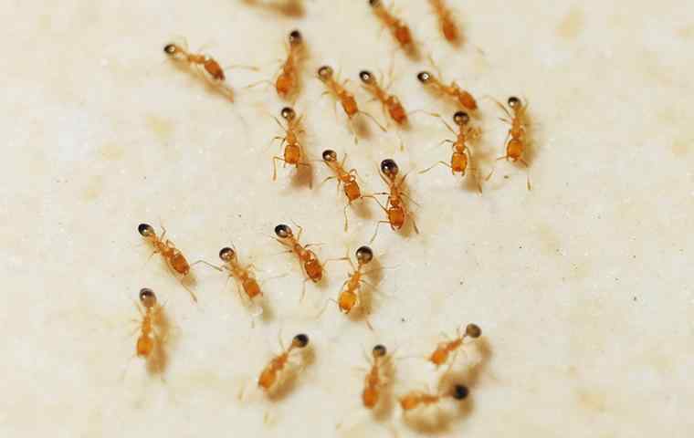 pharaoh ants on a kitchen counter