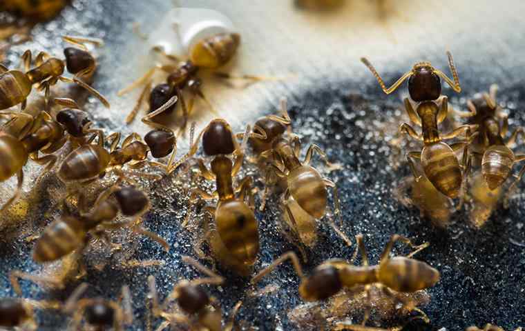 group of pharaoh ants eating sugar water