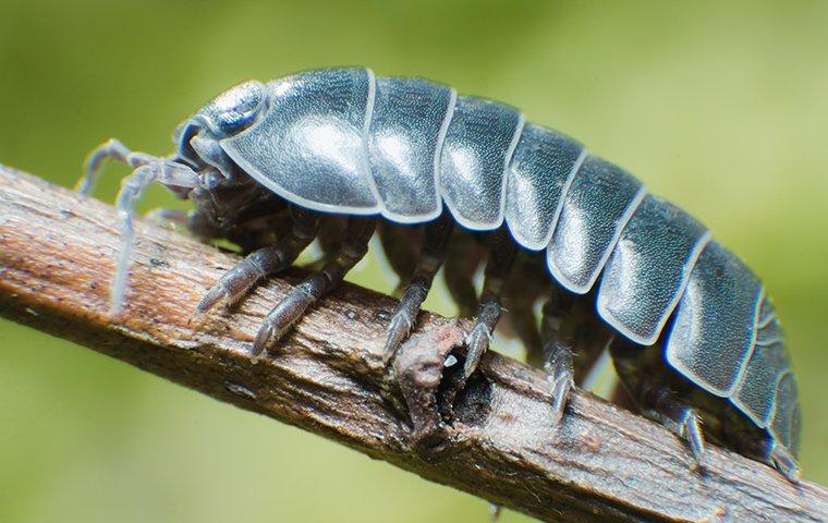 pillbug on twig