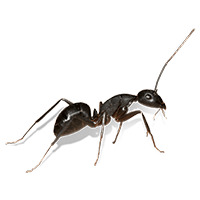 a black ant