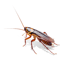 a cockroach