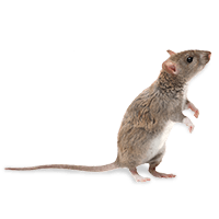 a little rat