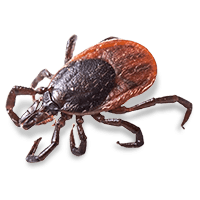 a tick