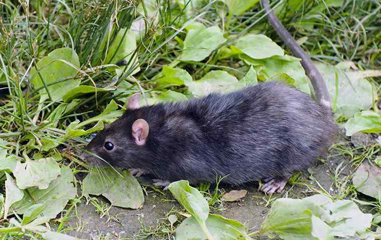 Roof Rats A Guide To Dallas &amp; North TX Rodent Control