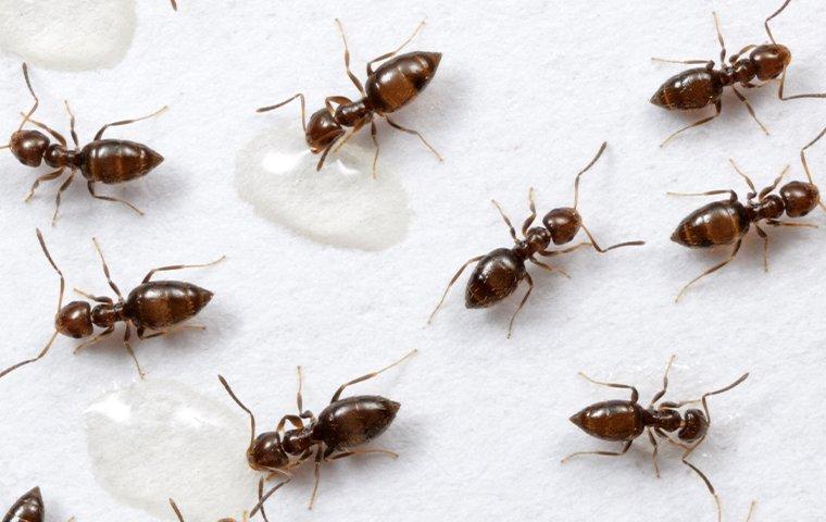 rover ants in the rain