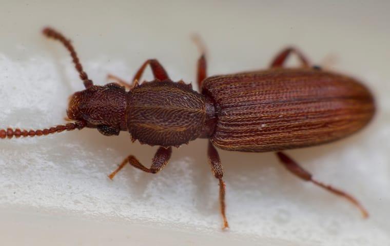 sawtoothed grain beetle eating