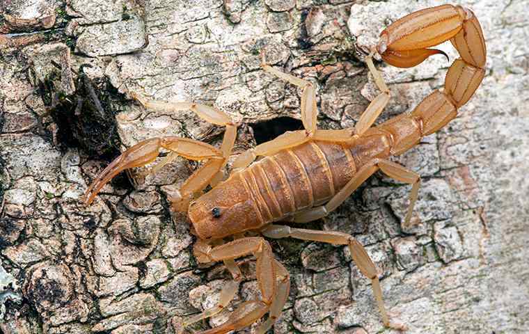a scorpion on the bark of a tree