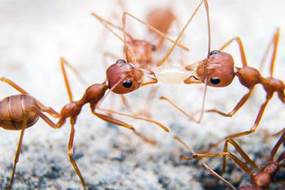 fire ants fighting over a piece of rice