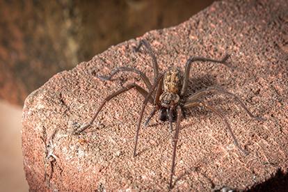 house spiderr sitting on a rock