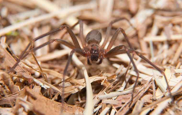 brown recluse spider in dead grass