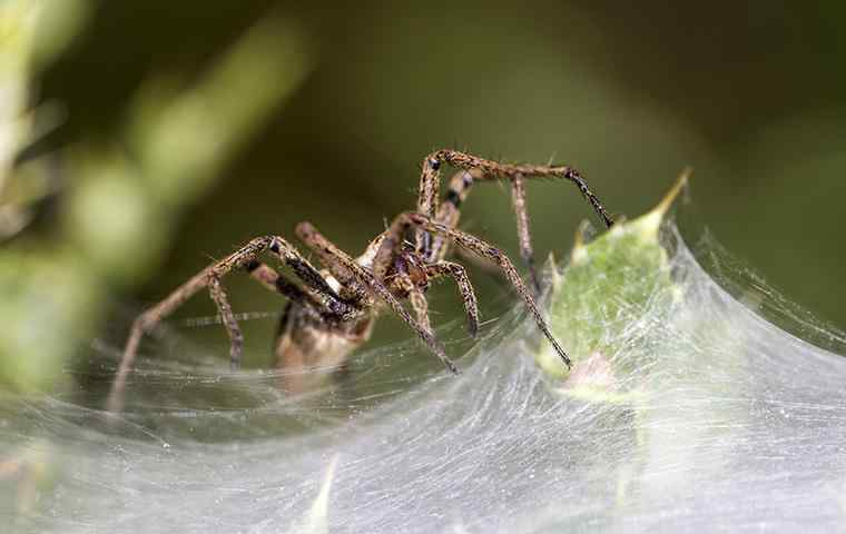 a house spider making its web on a leaf