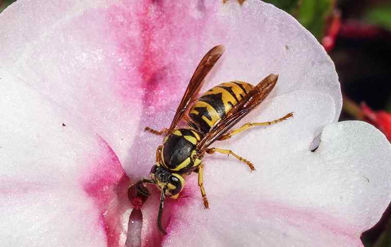 a yellow jacket on a pink flower