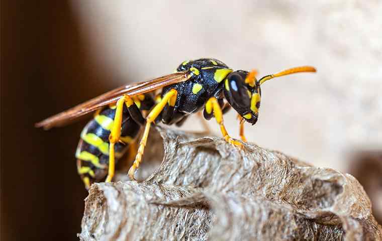 a paper wasp perched on nest
