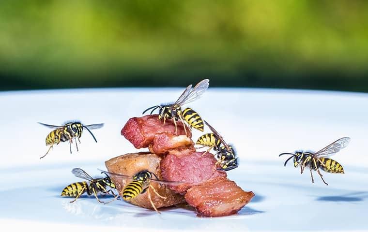 wasps eating bacon