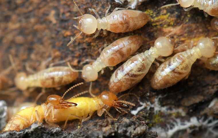 a group of termites