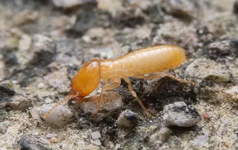 a termite crawling along the ground