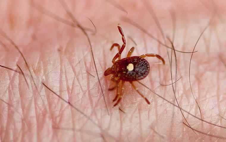 a lone star tick on a mans hand