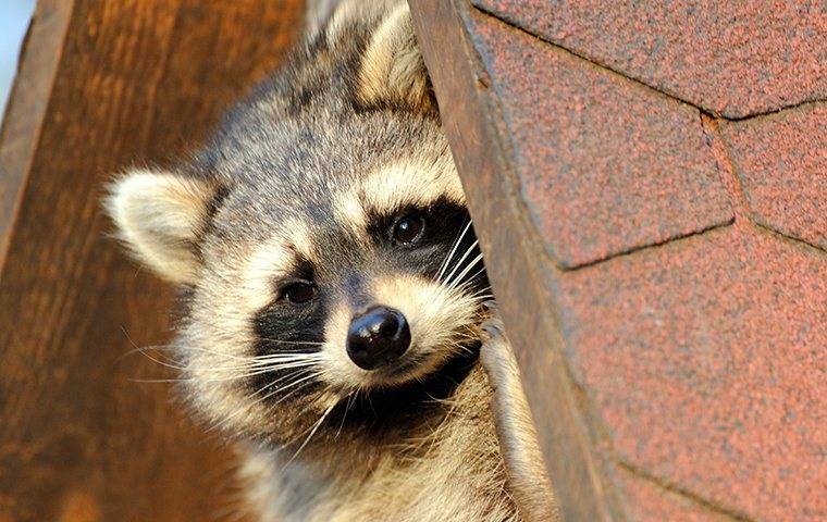 a raccoon on the roof