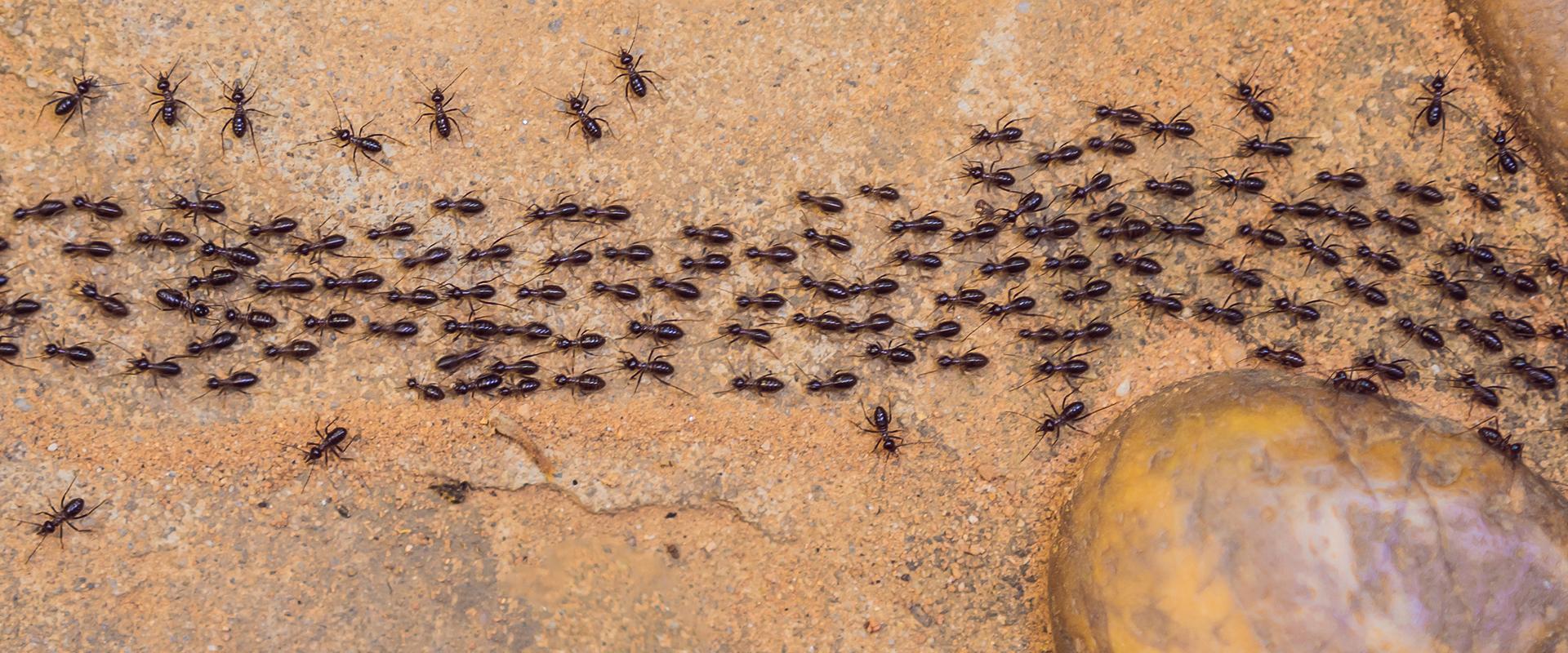 ants crawling on dirt
