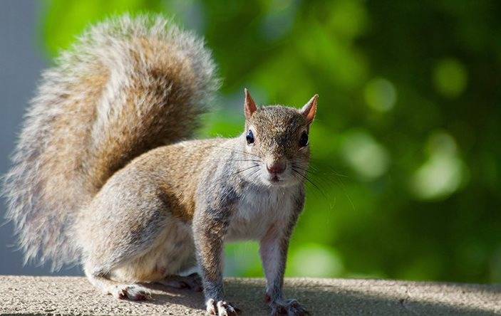 A squirrel facing toward a camera.