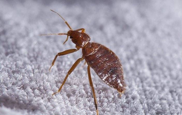 A bed bug crawling on fabric.