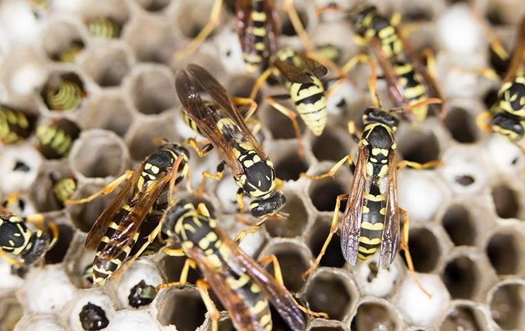 a swarm of wasps in a reno yard