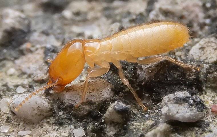 a close up image of a termite crawling on the ground