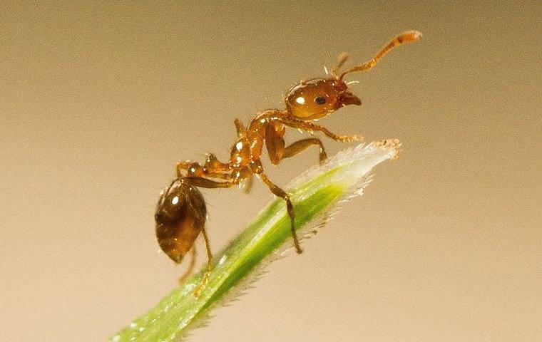 ant on a reno house plant