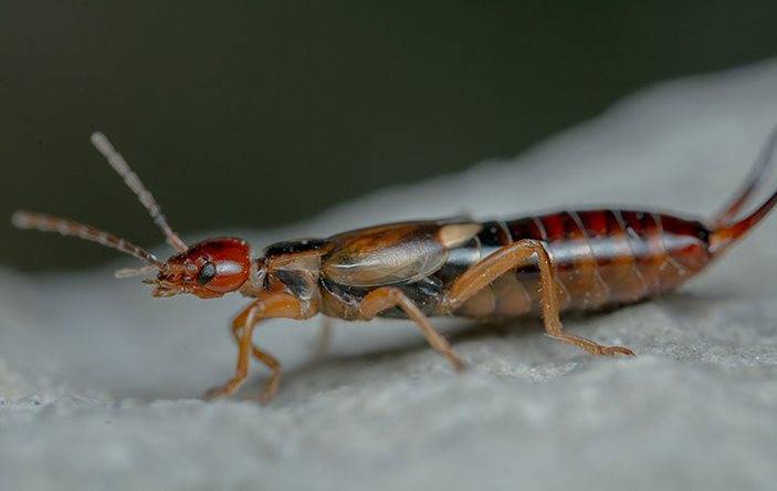 Close-up image of an earwig.