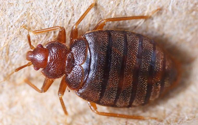 an up close image of a bed bug on furniture