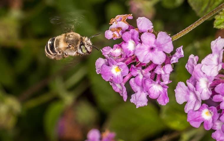 a bee buzzing around purple flowers