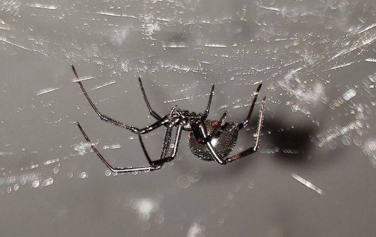 a black widow crawling on a web